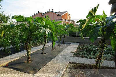 zucchine2.jpg (79.13 KiB) Osservato 1842 volte zucchine2.jpg