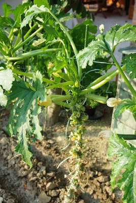 zucchine4.jpg (77.46 KiB) Osservato 1911 volte zucchine4.jpg