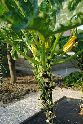 zucchine3.jpg (72.84 KiB) Osservato 1911 volte zucchine3.jpg