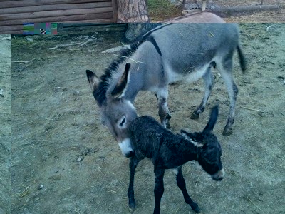 10343000_10204205043115991_2930084394416286021_n.jpg (113.6 KiB) Osservato 731 volte 10343000_10204205043115991_2930084394416286021_n.jpg