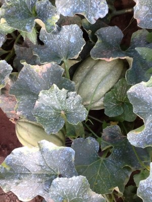 image.jpg (188.36 KiB) Osservato 909 volte image.jpg