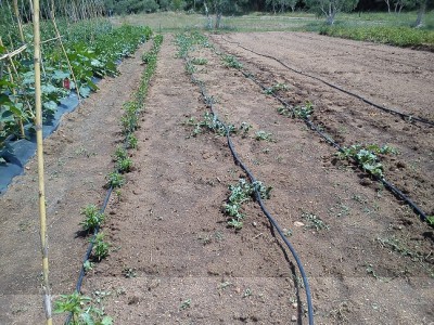 DSC_1819.jpg (250.16 KiB) Osservato 705 volte DSC_1819.jpg