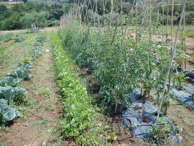 DSC_1818.jpg (272.31 KiB) Osservato 705 volte DSC_1818.jpg