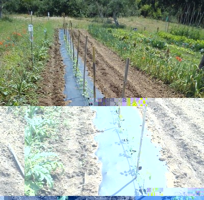 DSC_1813.jpg (147.01 KiB) Osservato 705 volte DSC_1813.jpg