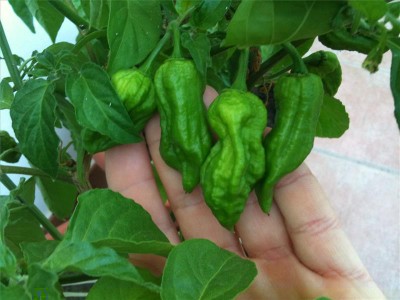 chinense / foto 22-06-14 19 28 20.jpg foto 22-06-14 19 28 20.jpg