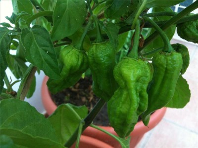 chinense / foto 22-06-14 19 27 24.jpg foto 22-06-14 19 27 24.jpg