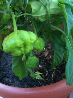 chinense / foto 22-06-14 19 29 25.jpg foto 22-06-14 19 29 25.jpg