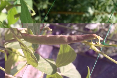 fagioli rampicanti / DSC09637.JPG DSC09637.JPG