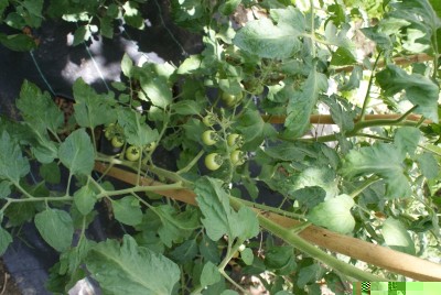 pomodori / DSC09638.JPG DSC09638.JPG