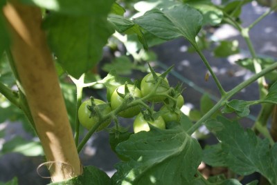 pomodori / DSC09639.JPG DSC09639.JPG