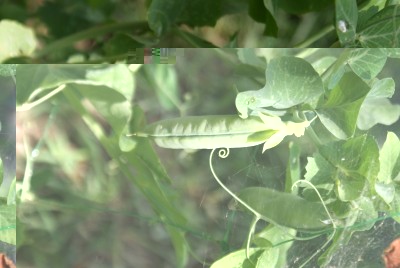 piselli / DSC09641.JPG DSC09641.JPG