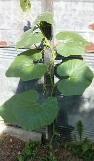 zucca rampicante ,,, / CAM00489-001.jpg CAM00489-001.jpg