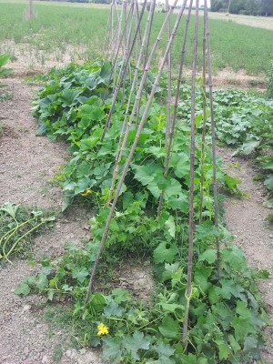 zucche da bellezza / 20140627_123735.jpg 20140627_123735.jpg