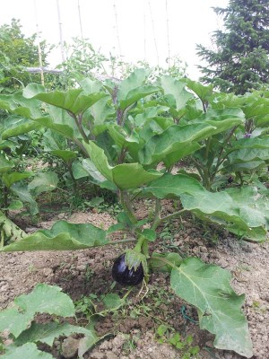 melanzane / 20140627_123806.jpg 20140627_123806.jpg