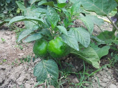 Topepo / 20140627_123817.jpg 20140627_123817.jpg