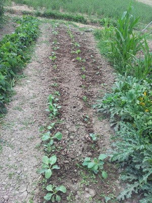 Verze, cappucci, broccoli e cavolfiori / 20140627_123828.jpg 20140627_123828.jpg