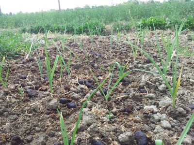 Porri / 20140627_123901.jpg 20140627_123901.jpg