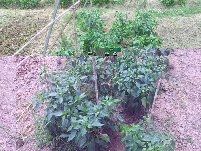 Calabresi / 20140627_123924.jpg 20140627_123924.jpg