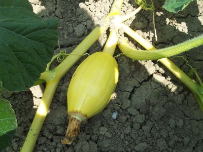 Atlantic frutto / 20140627_125016.jpg 20140627_125016.jpg