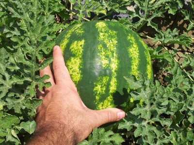 Cocomera / 20140627_125113.jpg 20140627_125113.jpg