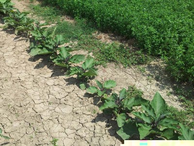 Melanzane / 20140627_125201.jpg 20140627_125201.jpg