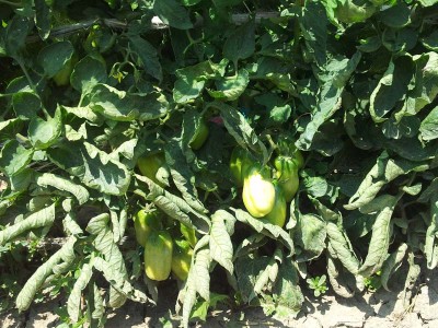 Pomodori / 20140627_125228.jpg 20140627_125228.jpg