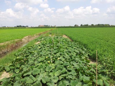 Butternut / 20140627_125246.jpg 20140627_125246.jpg