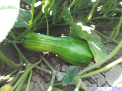 Butternut / 20140627_125337.jpg 20140627_125337.jpg