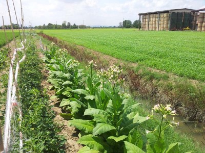 Tabacco / 20140627_125302.jpg 20140627_125302.jpg