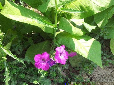 Surfinie / 20140627_125401.jpg 20140627_125401.jpg