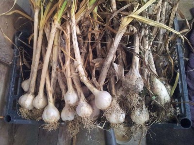 Aglio / 20140627_133952.jpg 20140627_133952.jpg