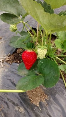 2 Fragole.jpg (101.97 KiB) Osservato 704 volte 2 Fragole.jpg