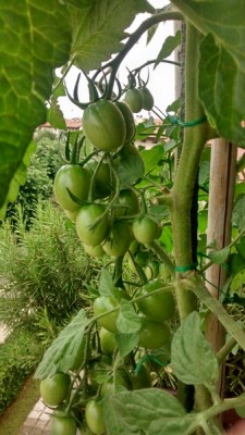 Pomodorini in Balcone.jpg (113.55 KiB) Osservato 704 volte Pomodorini in Balcone.jpg