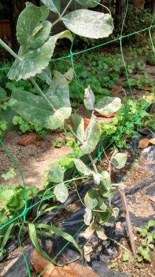 Piselli Malati.jpg (138.84 KiB) Osservato 704 volte Piselli Malati.jpg