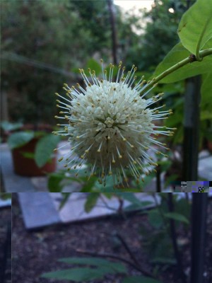 foto 02-07-14 17 44 25.jpg (52.38 KiB) Osservato 884 volte foto 02-07-14 17 44 25.jpg