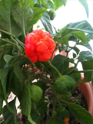 trinidad scorpion / foto 04-07-14 10 44 16.jpg foto 04-07-14 10 44 16.jpg