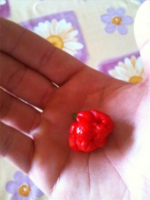 foto 06-07-14 12 35 58.jpg (50.61 KiB) Osservato 852 volte foto 06-07-14 12 35 58.jpg