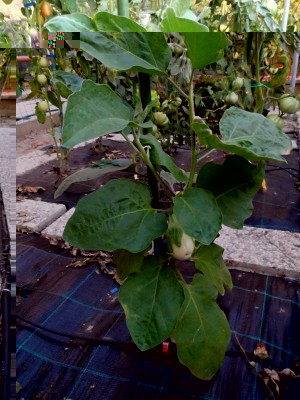 Melanzane su Solanum T..jpg