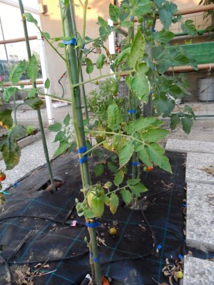 Pomodoro su Solanum T..jpg