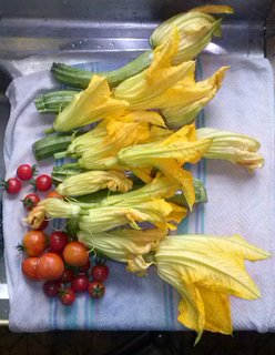 fiori zucchini e pomodorini / CAM00553.jpg CAM00553.jpg