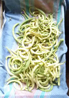 qui si chiamano fagiolini stortini / CAM00564.jpg CAM00564.jpg