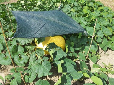 Atlantic giant / 20140708_165149.jpg 20140708_165149.jpg