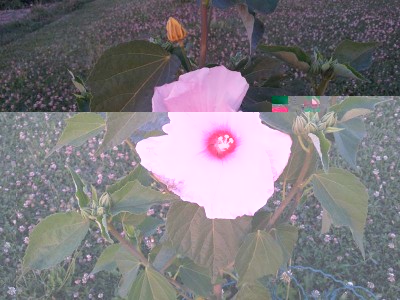 Ibisco / 20140705_205111.jpg 20140705_205111.jpg