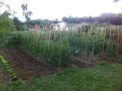 IMG_1610.jpg (98.33 KiB) Osservato 771 volte IMG_1610.jpg