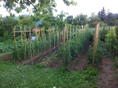 IMG_1612.jpg (128.52 KiB) Osservato 771 volte IMG_1612.jpg