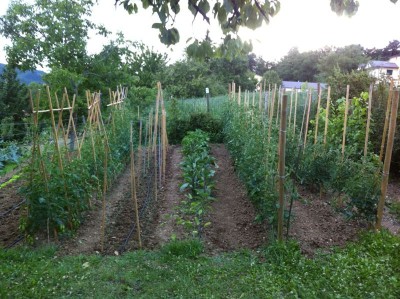 IMG_1615.jpg (128.98 KiB) Osservato 771 volte IMG_1615.jpg