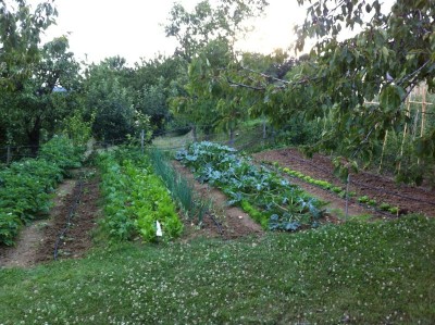 IMG_1622.jpg (136.03 KiB) Osservato 769 volte IMG_1622.jpg