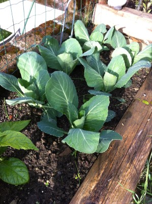 Cavoli / 40_2014.jpg 40_2014.jpg