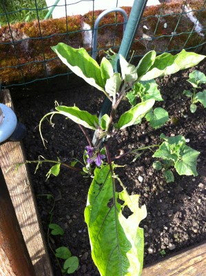 Melanzana acciaccata / 41_2014.jpg 41_2014.jpg