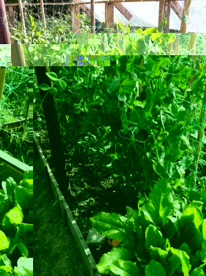 Piselli e bietola da taglio / 42_2014.jpg 42_2014.jpg